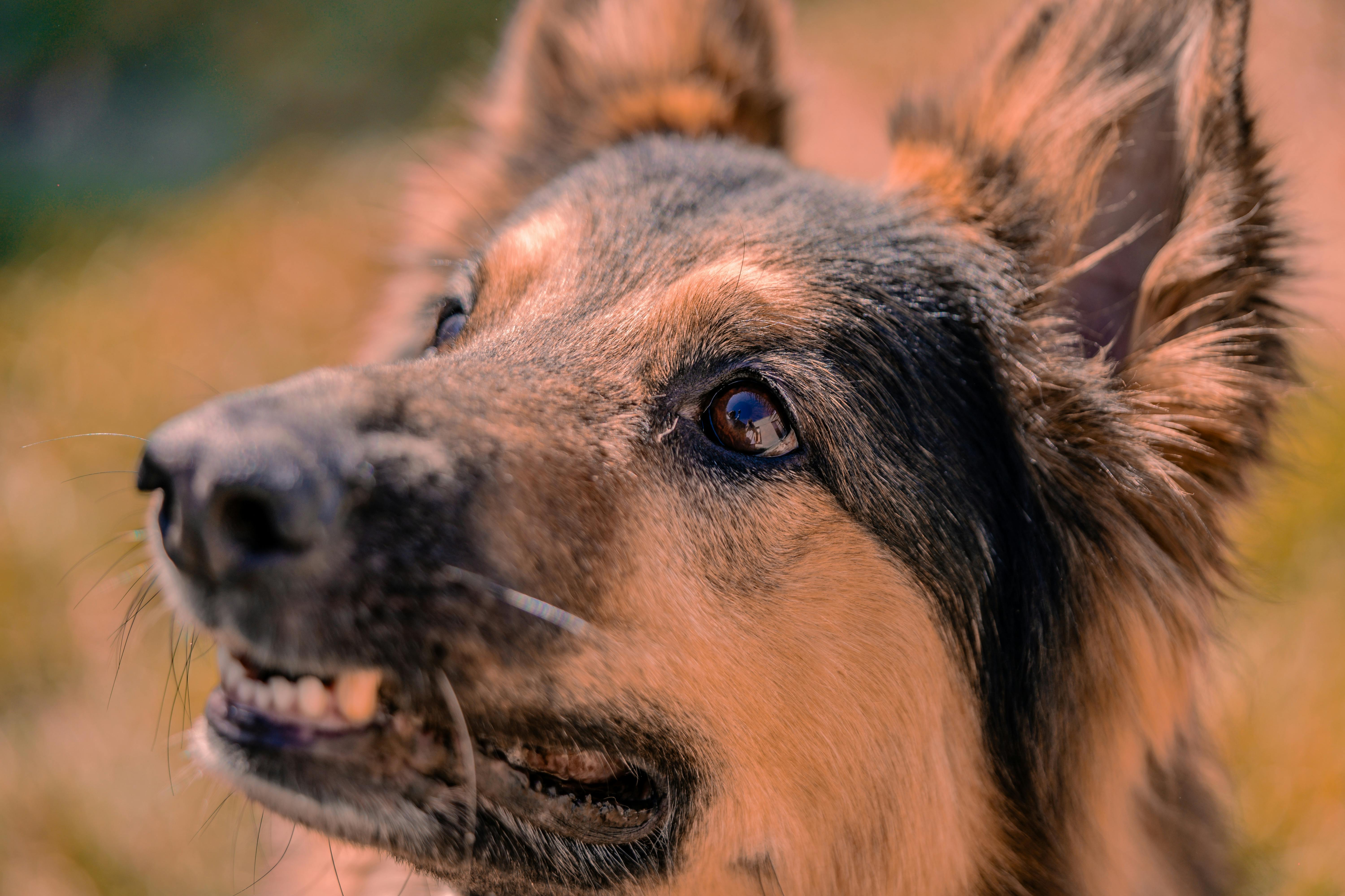 A dog snarling | Source: Pexels