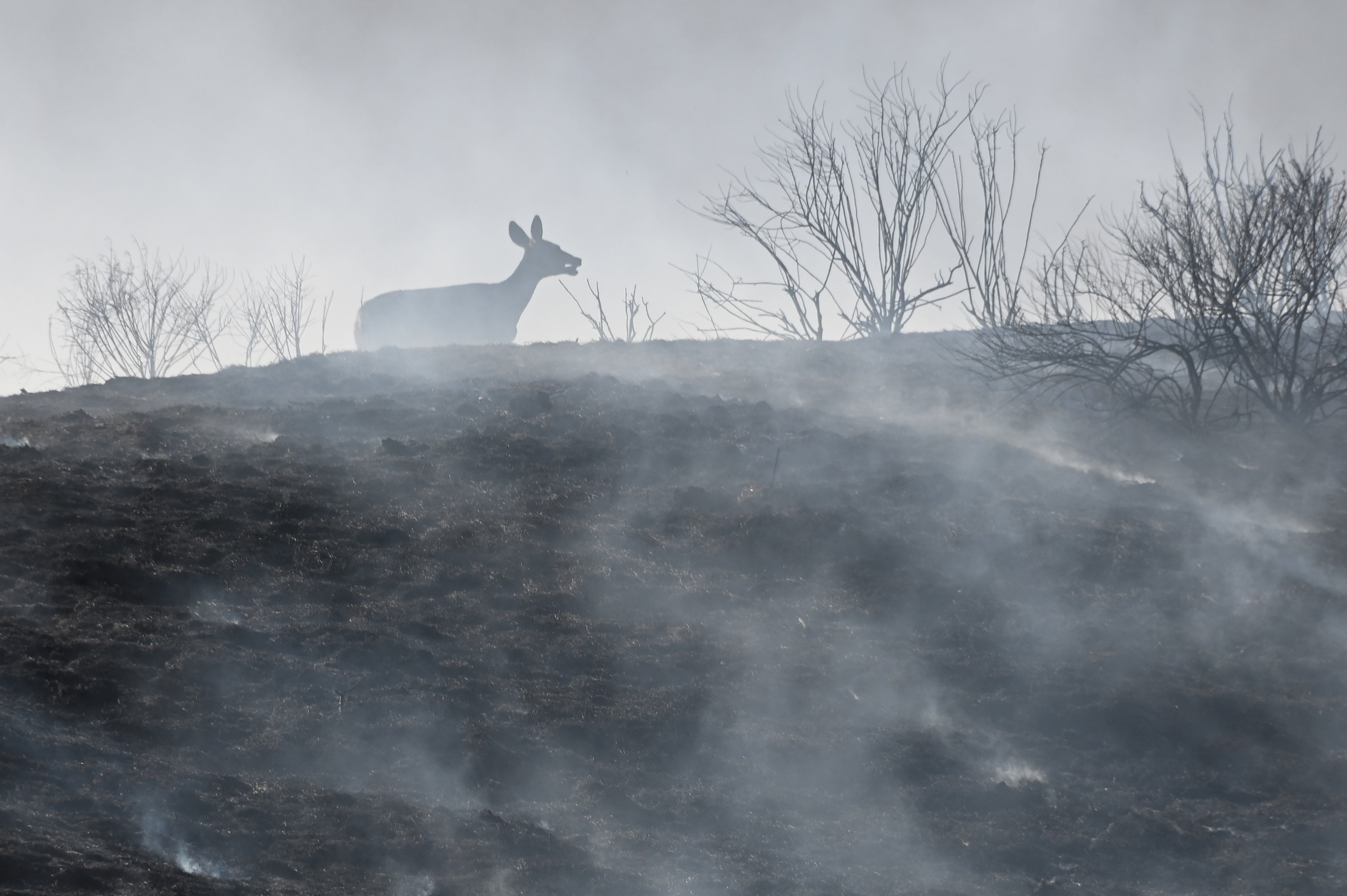 A distressed deer running on burt ground during two wind-driven wildfires in Blue Ridge Fire in Chino, California | Photo: Robyn Beck / AFP via Getty Images