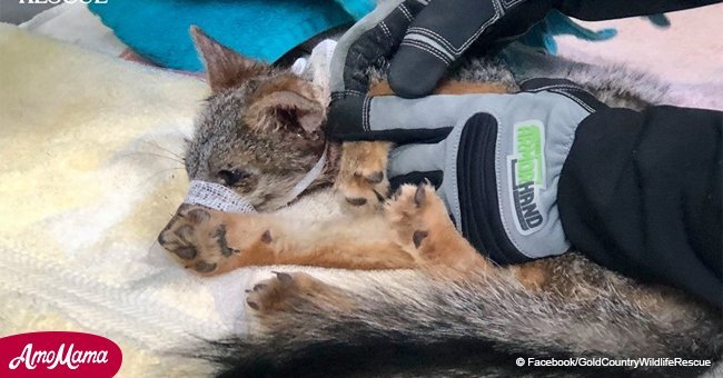 Fox with jar stuck on its head rescued by good Samaritans