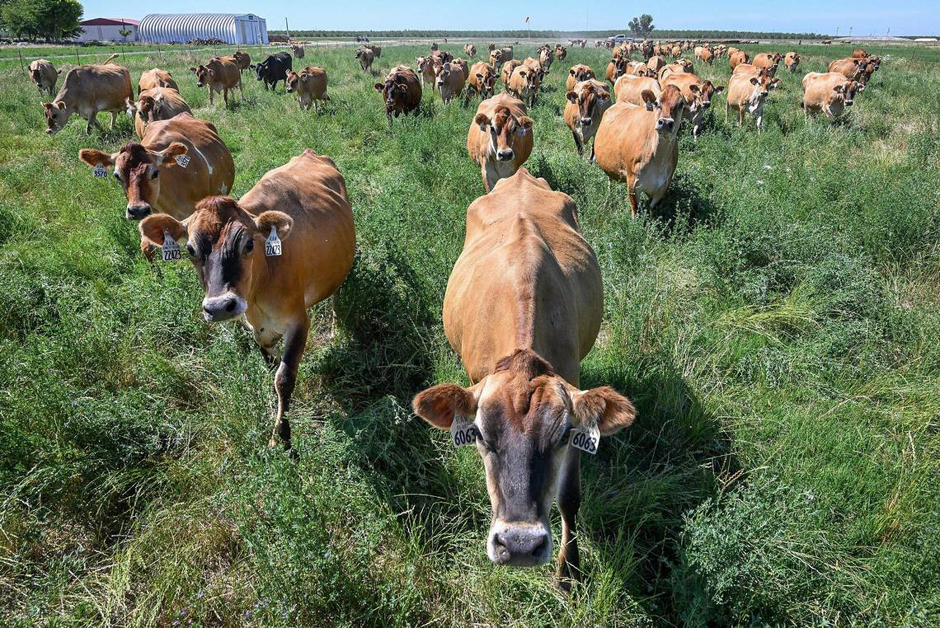 Jersey cows in a field located in Fresno, California on June 14, 2024 | Source: Getty Images