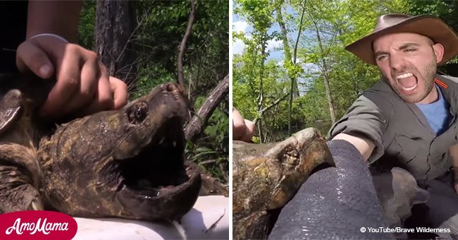 See what happens when a giant alligator snapping turtle gets angry