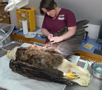 The eagle received intense treatment at the center | Source: Facebook/Tri-State Bird Rescue & Research, Inc. 