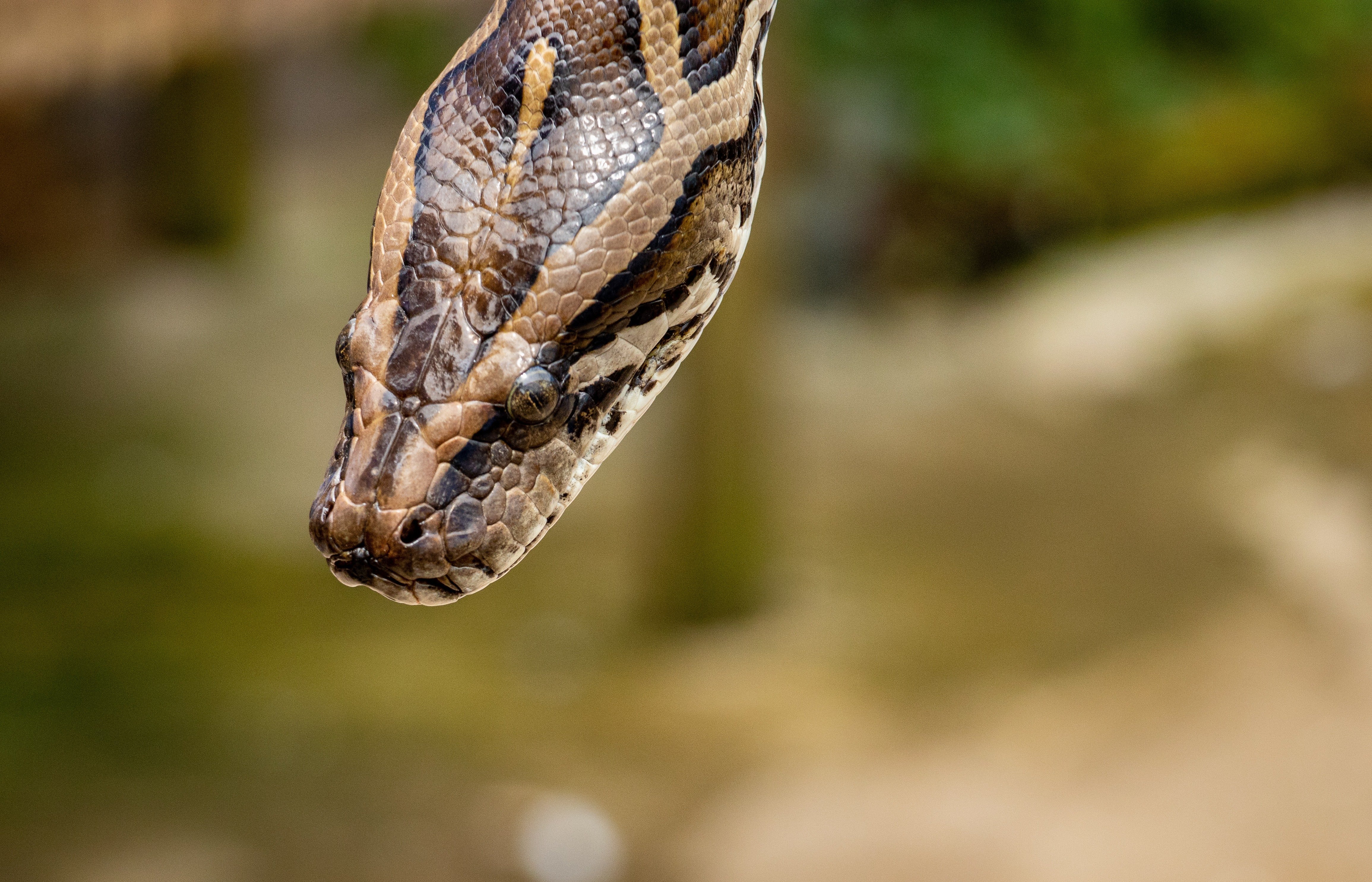 Serpiente pitón reticulada. | Foto: Pexels