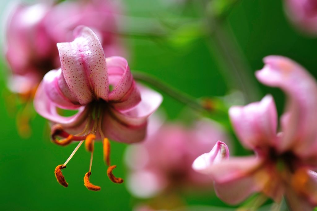 Beautiful lily flowers. l Source: Getty Images