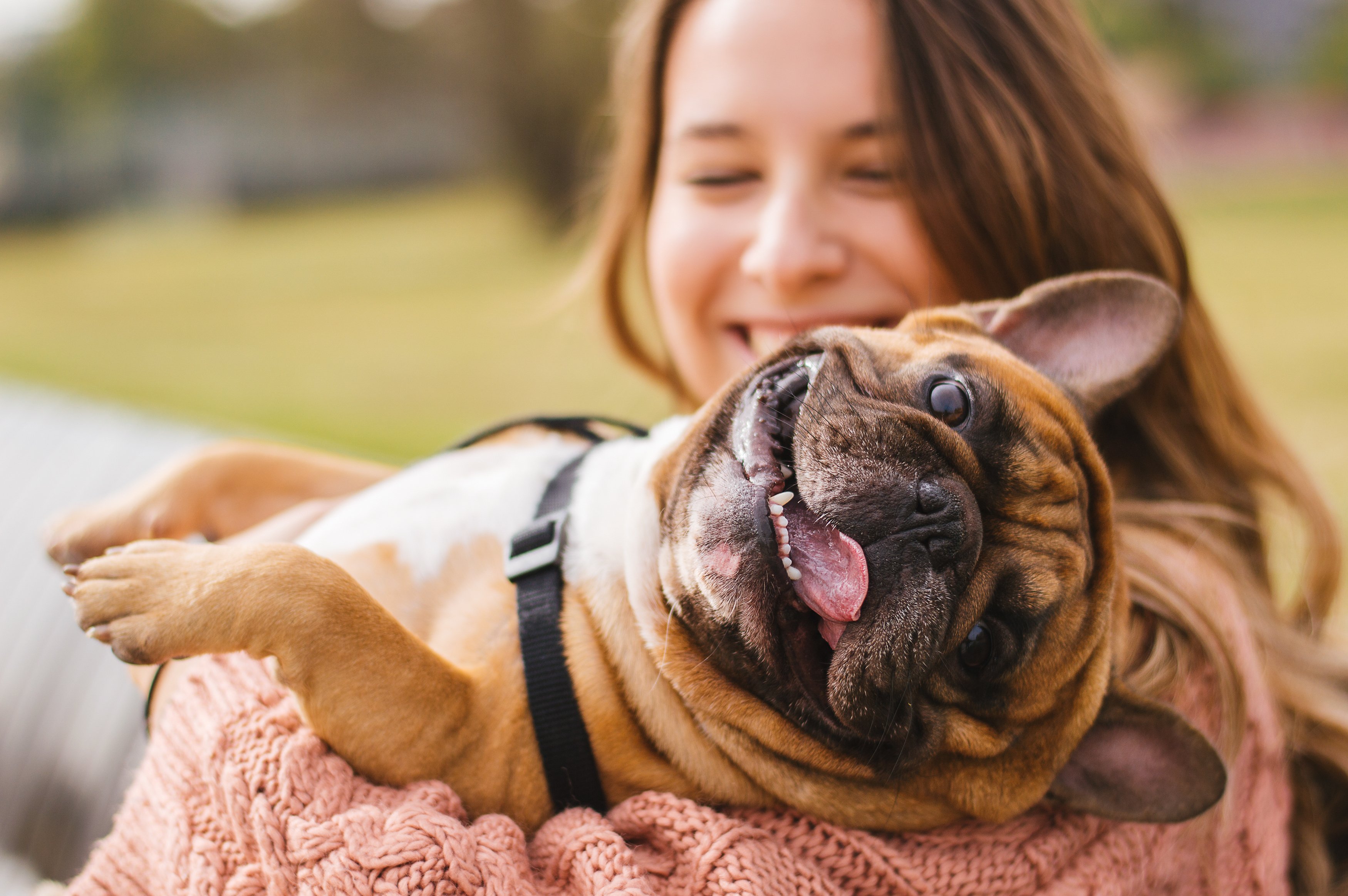 Kleiner Hund verbringt Zeit mit seinem Besitzerin | Quelle: Shutterstock