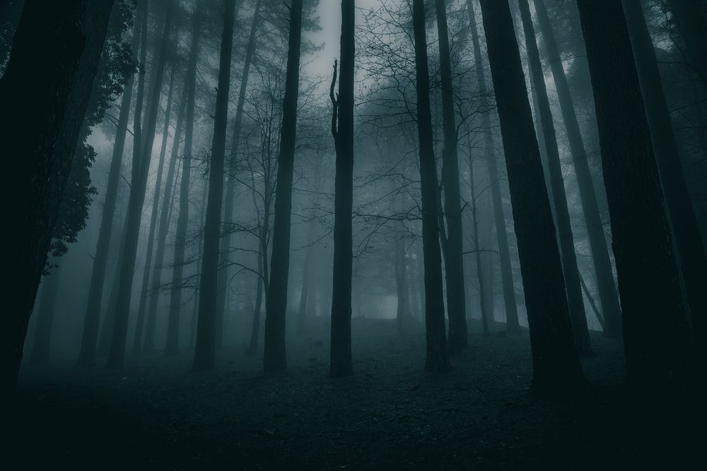 Mysteriöses Wald im Nacht. | Quelle: Shutterstock