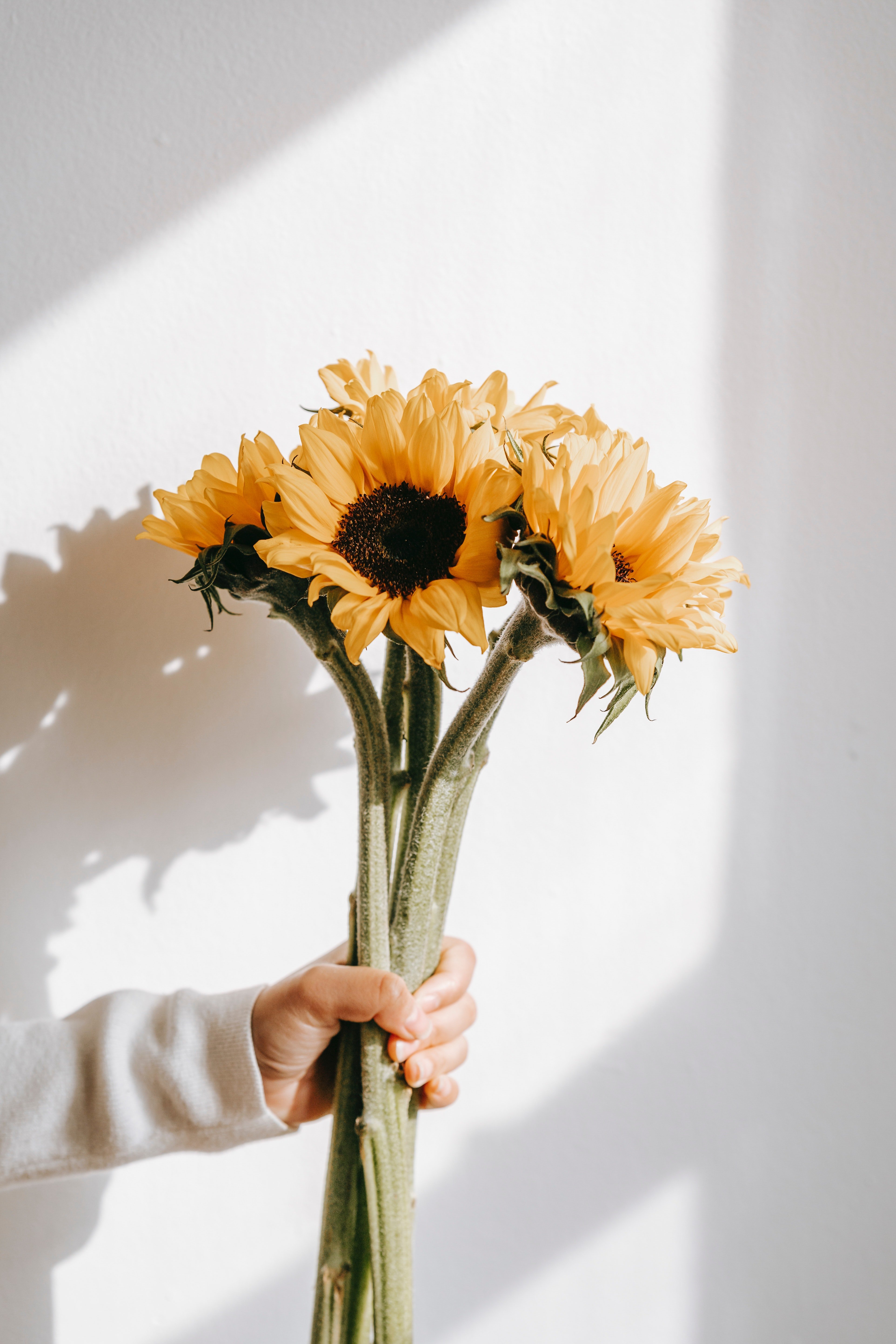 Josh tried to lure me into staying with him by giving me flowers | Photo: Pexels