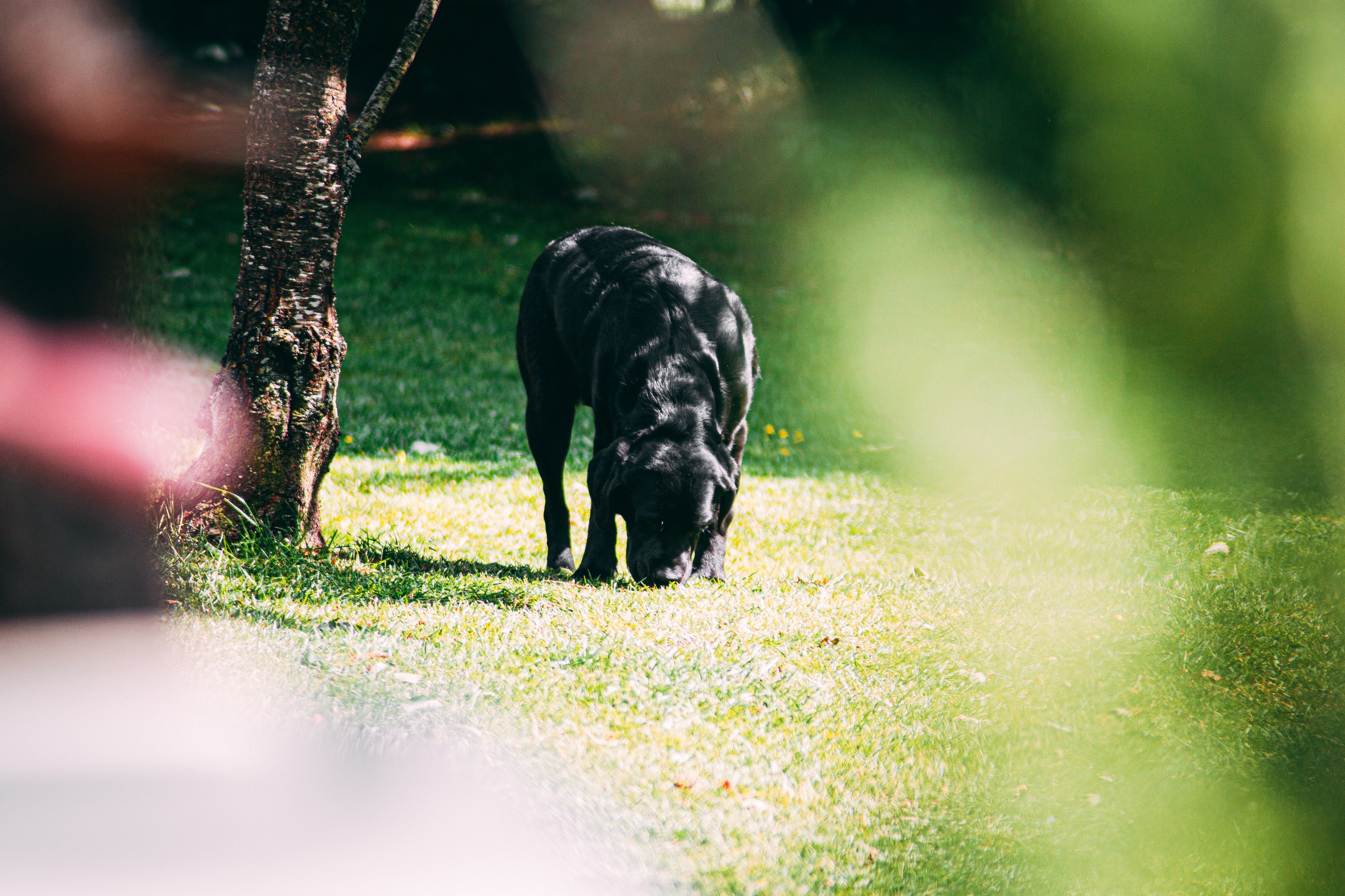 A neighbor spotted her dog sniffing onto something & walked over to check it out | Photo: Pexels