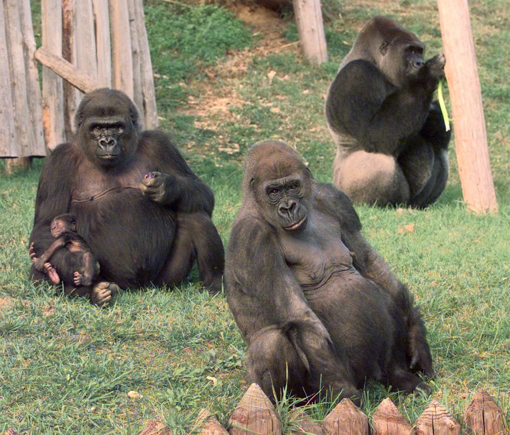 Une famille de singe.| Photo Getty Images