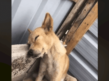 Erschöpfter Hund | Quelle: Facebook/ EveryThing