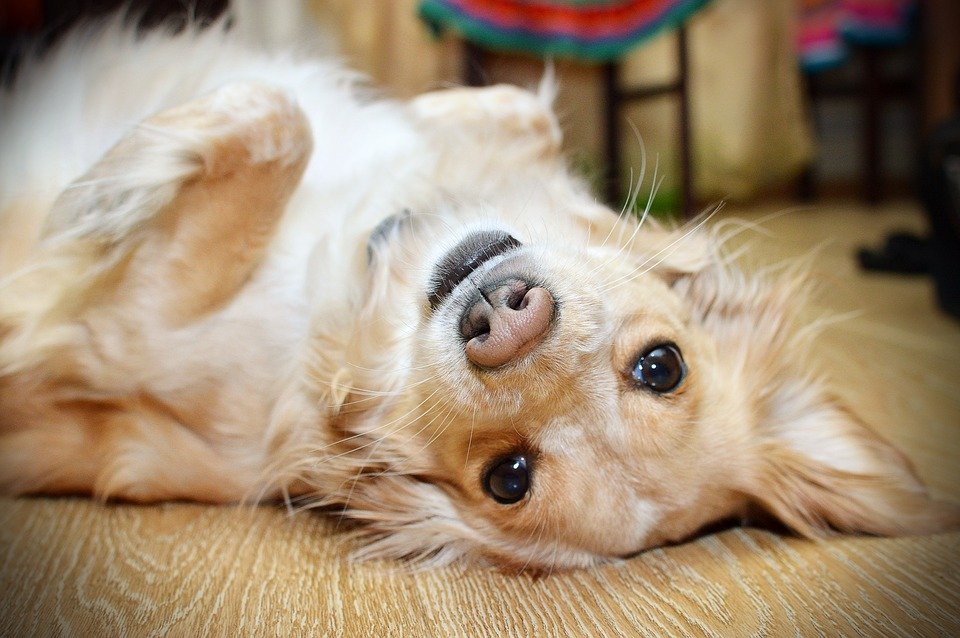 Perro acostado. | Foto: Pixabay