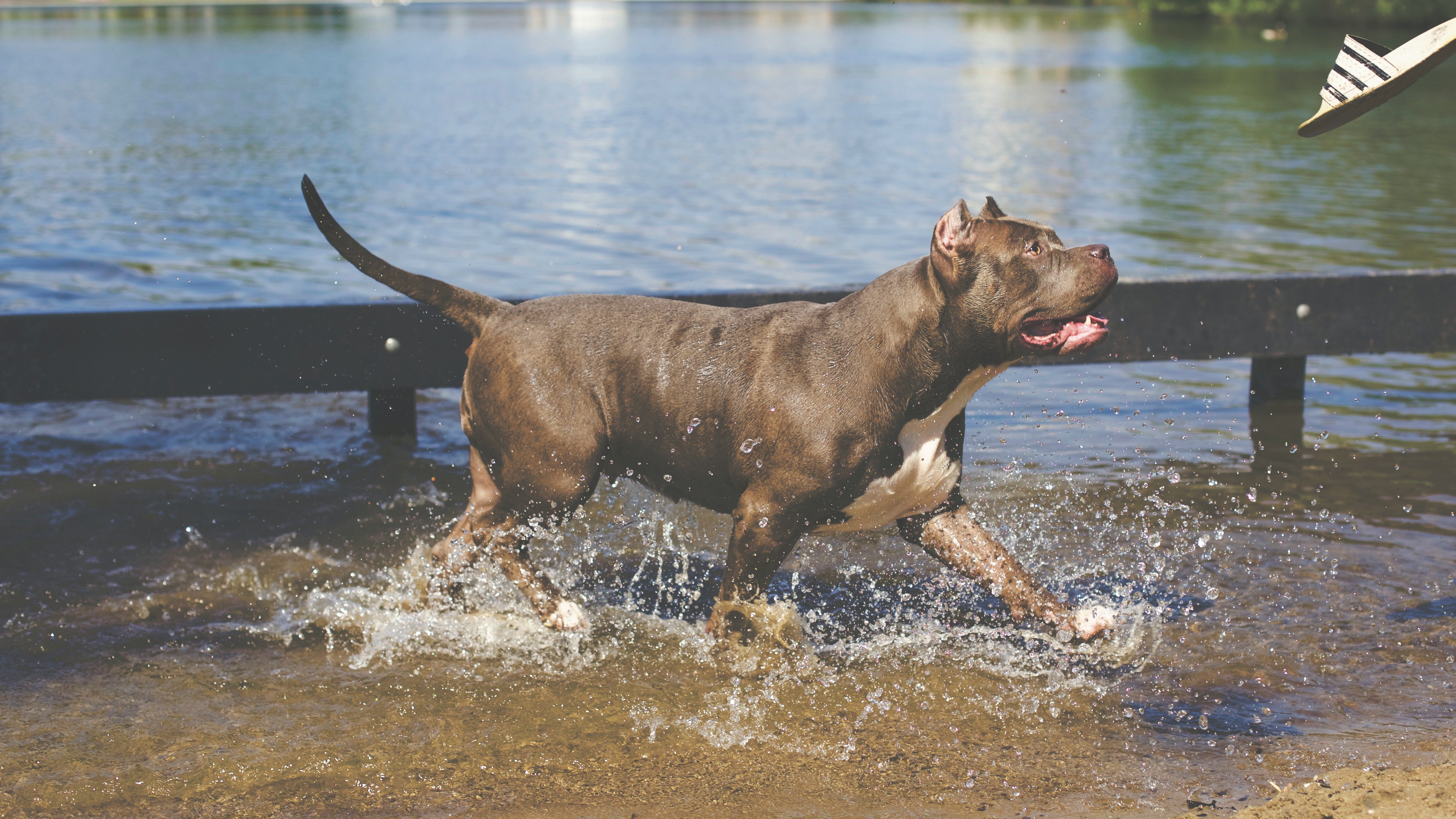 American Pitbull dog running on water | Photo: Pexels