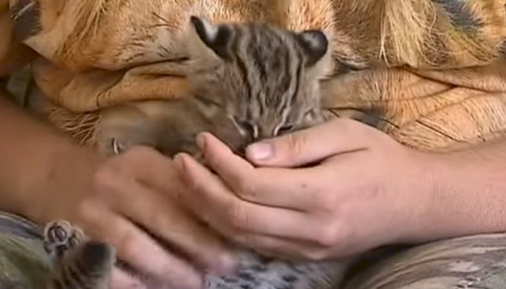 Source : YouTube Вести: Приморье. "ГТРК "Владивосток".