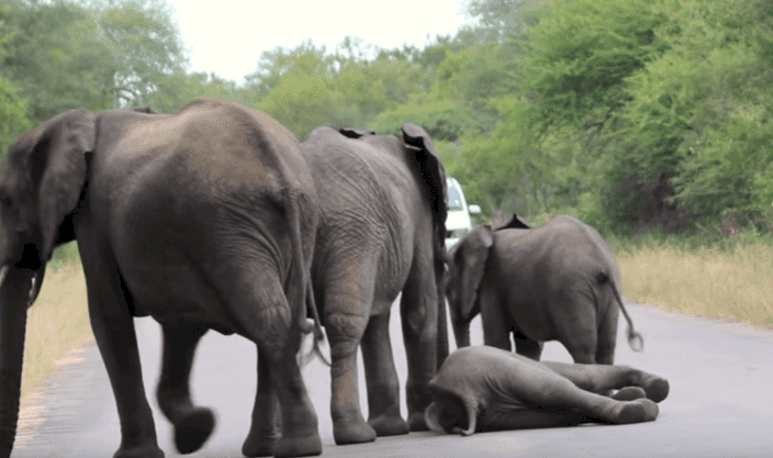 Source : YouTube/Kruger Sightings Source : YouTube/Kruger Sightings