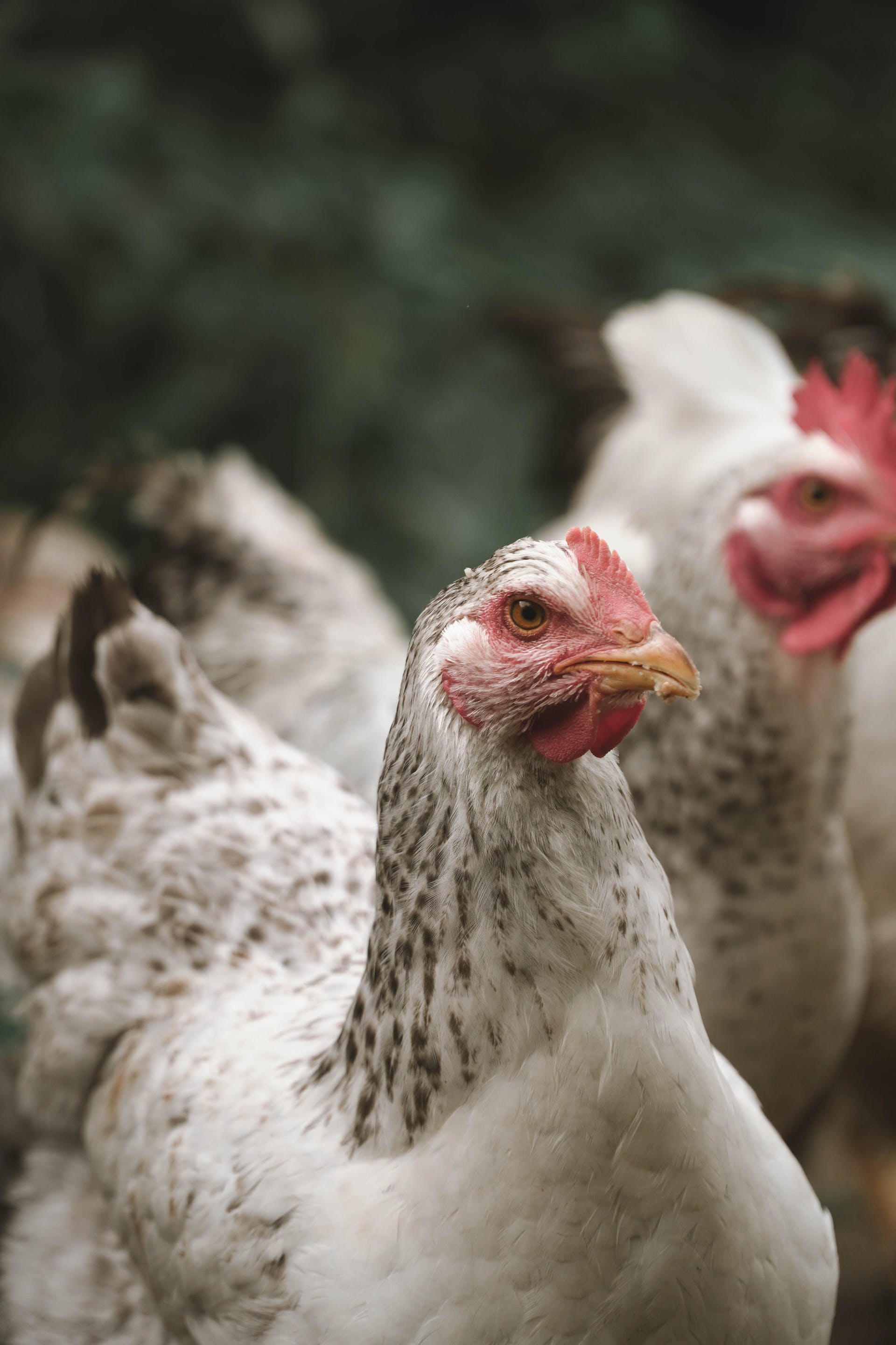 Close-up of chicken | Source: Pexels