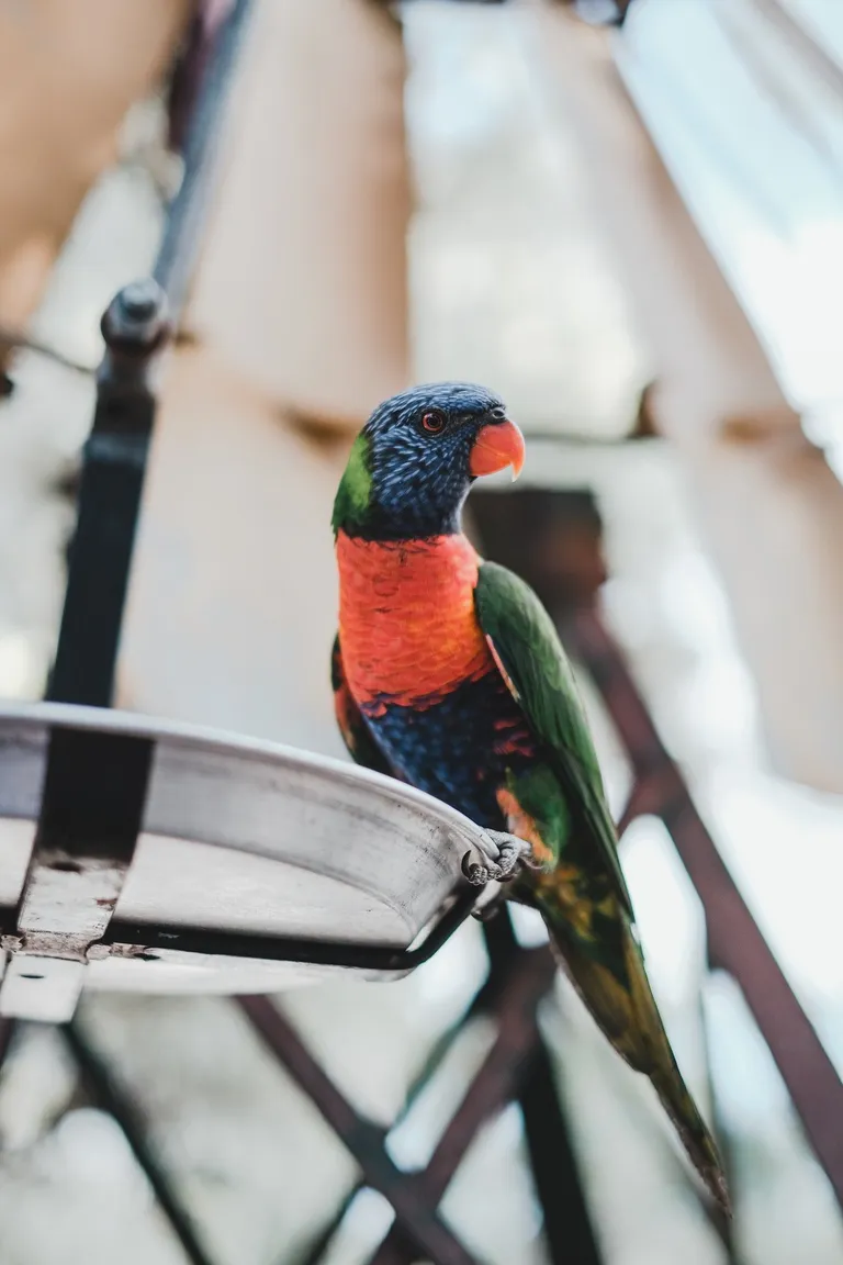 Photo d'un perroquet coloré | Photo : Pexels