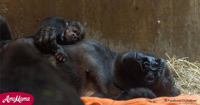 Warning: This video of a mother gorilla and her baby will melt your heart