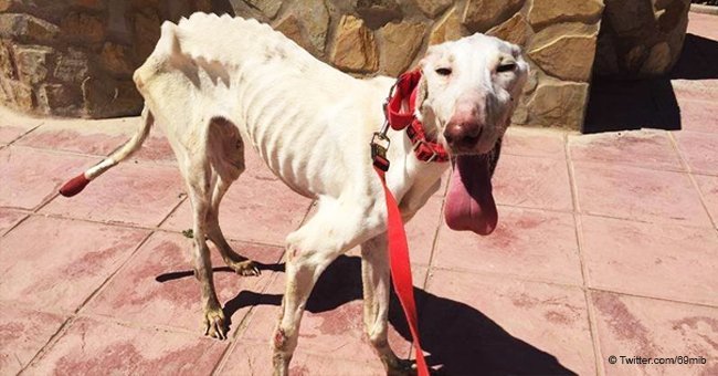 50.000 Windhunde werden in Spanien am Ende der Jagdsaison von rücksichtslosen Jägern getötet