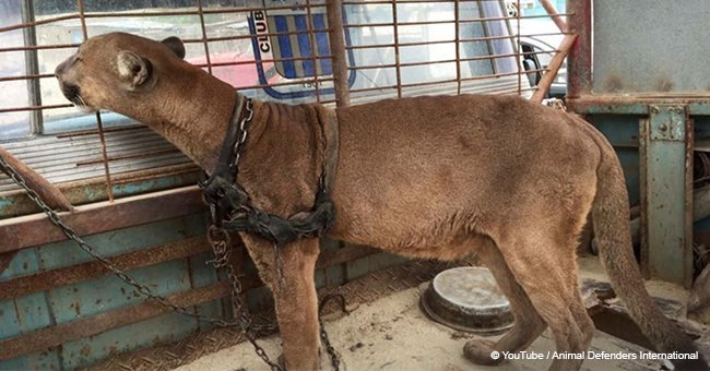 Circus mountain lion chained to a truck for decades finally gets freedom (video)