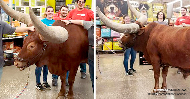 Texas Rancher Takes Enormous Steer into Petco to Test the 'All Leashed Pets Welcomed' Policy