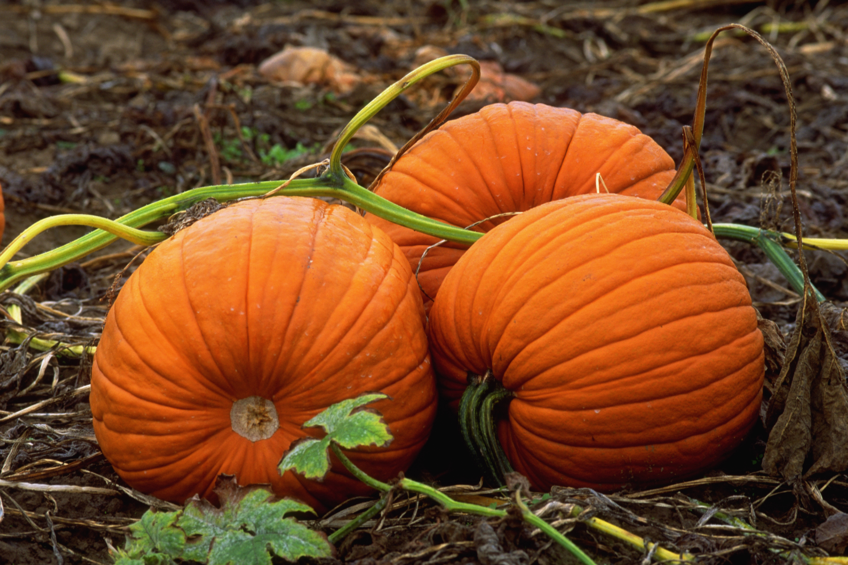 Three pumpkins resting together on the ground | Source: Getty Images