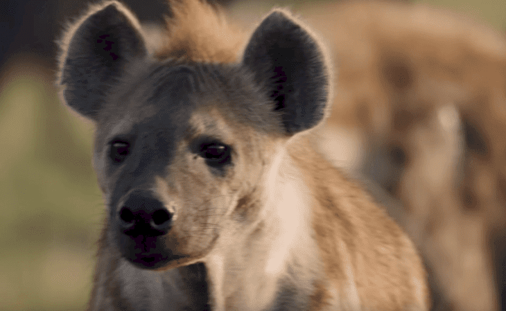 Quelle: YouTube/BBC Earth