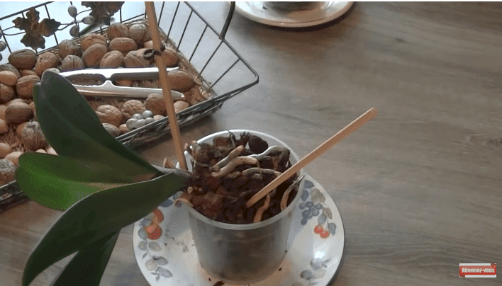 Une orchidée dans un petit pot. | Source : Youtube / Les mamas prévoyantes Une orchidée dans un petit pot. | Source : Youtube / Les mamas prévoyantes