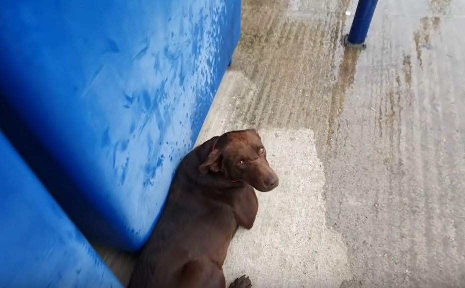 Remy wartet im Regen | Quelle: YouTube/Howl of a Dog