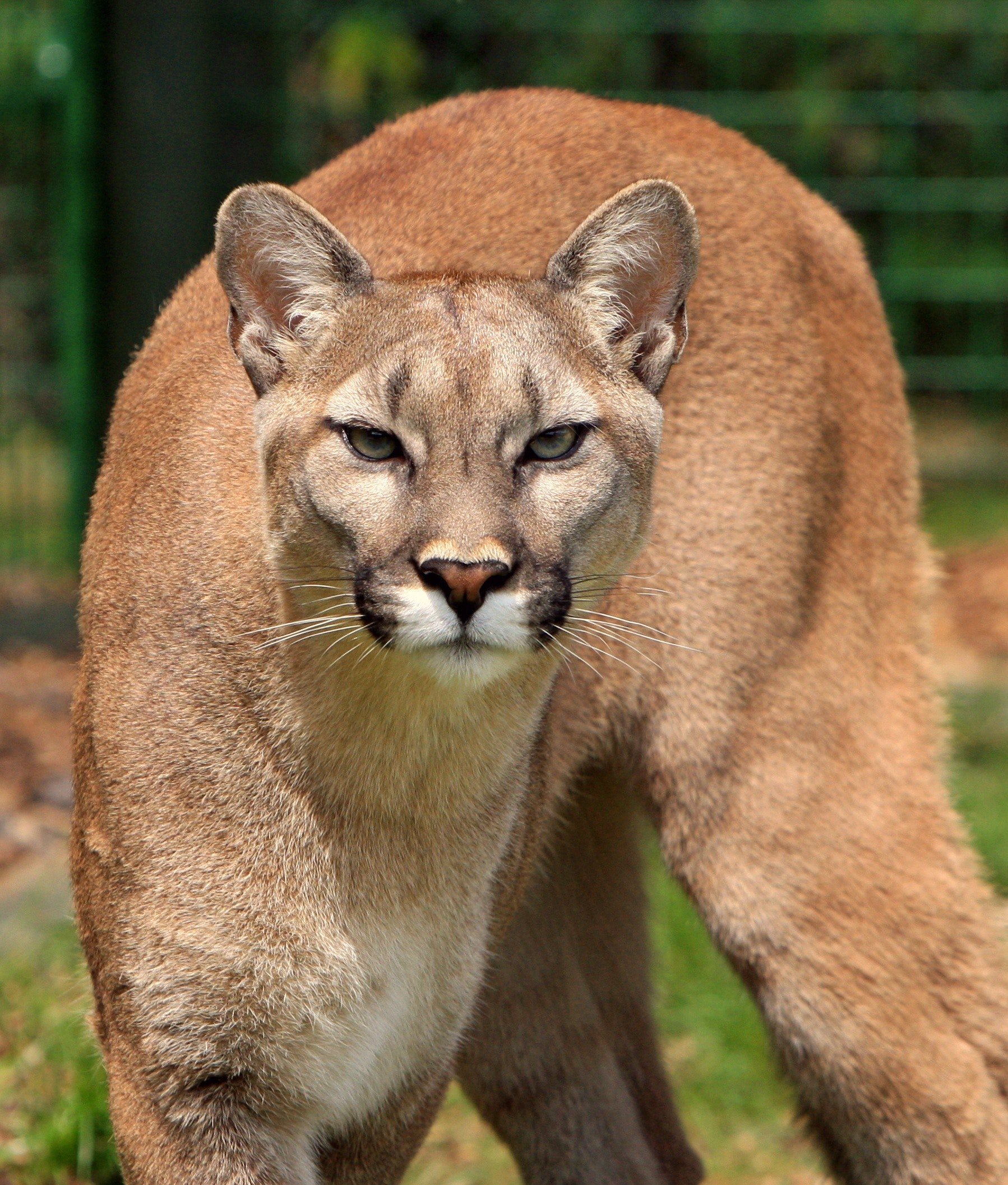 A prying cougar. | Source: Pexels