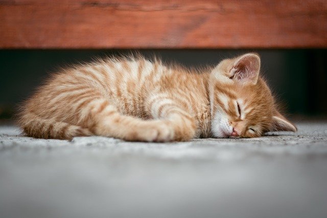 Gatito debajo de un aparador. | Foto: Pixabay