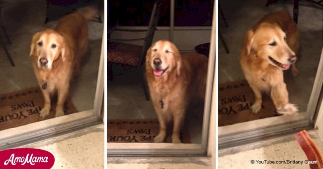 Confused dog refuses to go through an open glass door in a hilarious video