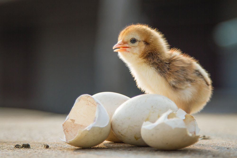 Pollito junto a las cáscaras de huevos-Imagen tomada de Shutterstock Pollito junto a las cáscaras de huevos-Imagen tomada de Shutterstock