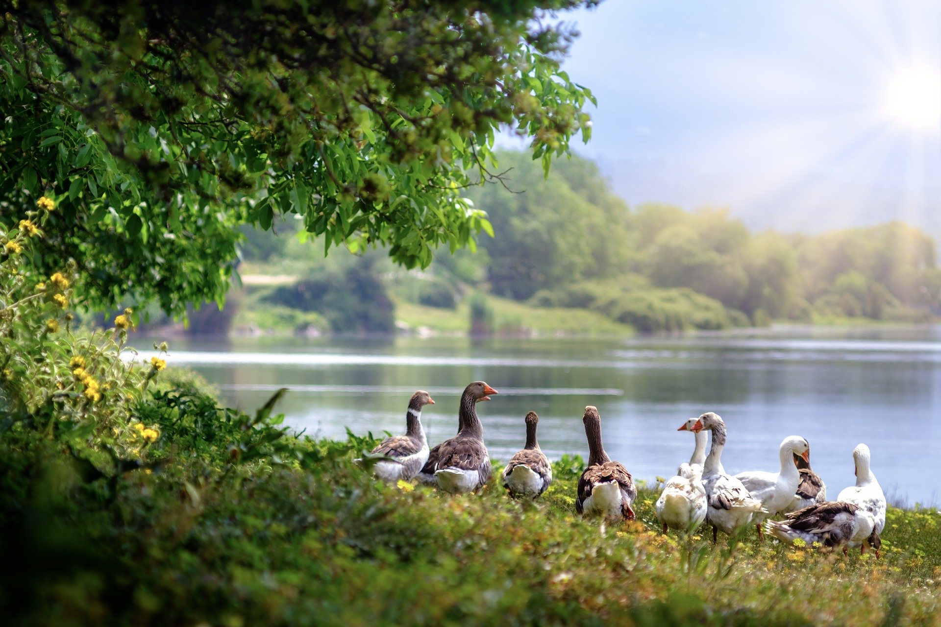 Wild geese on the edge of a lake. | Photo: Pixabay/ Antonios Ntoumas