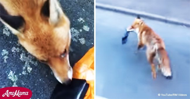 Man films the sudden moment a cute little fox stole a wallet and the intense chase that followed