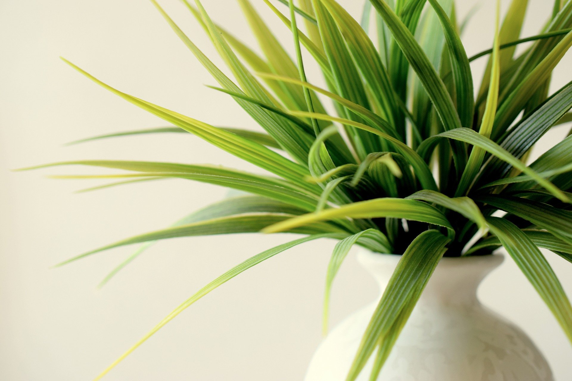 Plante en pot. | Photo : Pixabay