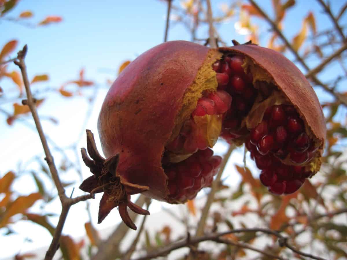 Grenadine. | Imagen: Pixnio Grenadine. | Imagen: Pixnio
