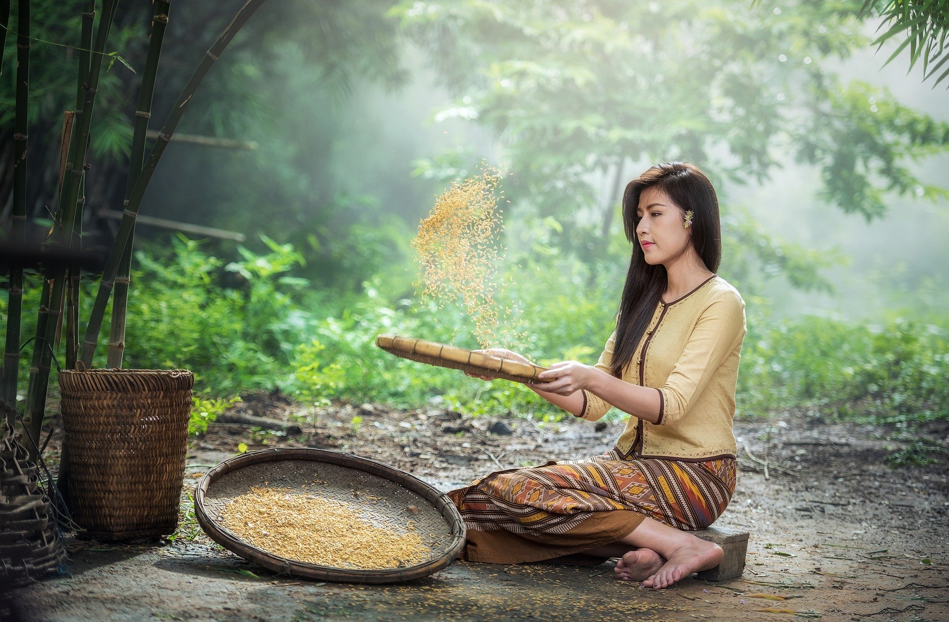 Mujer cosecha arroz. Fuente: Pixabay Mujer cosecha arroz. Fuente: Pixabay
