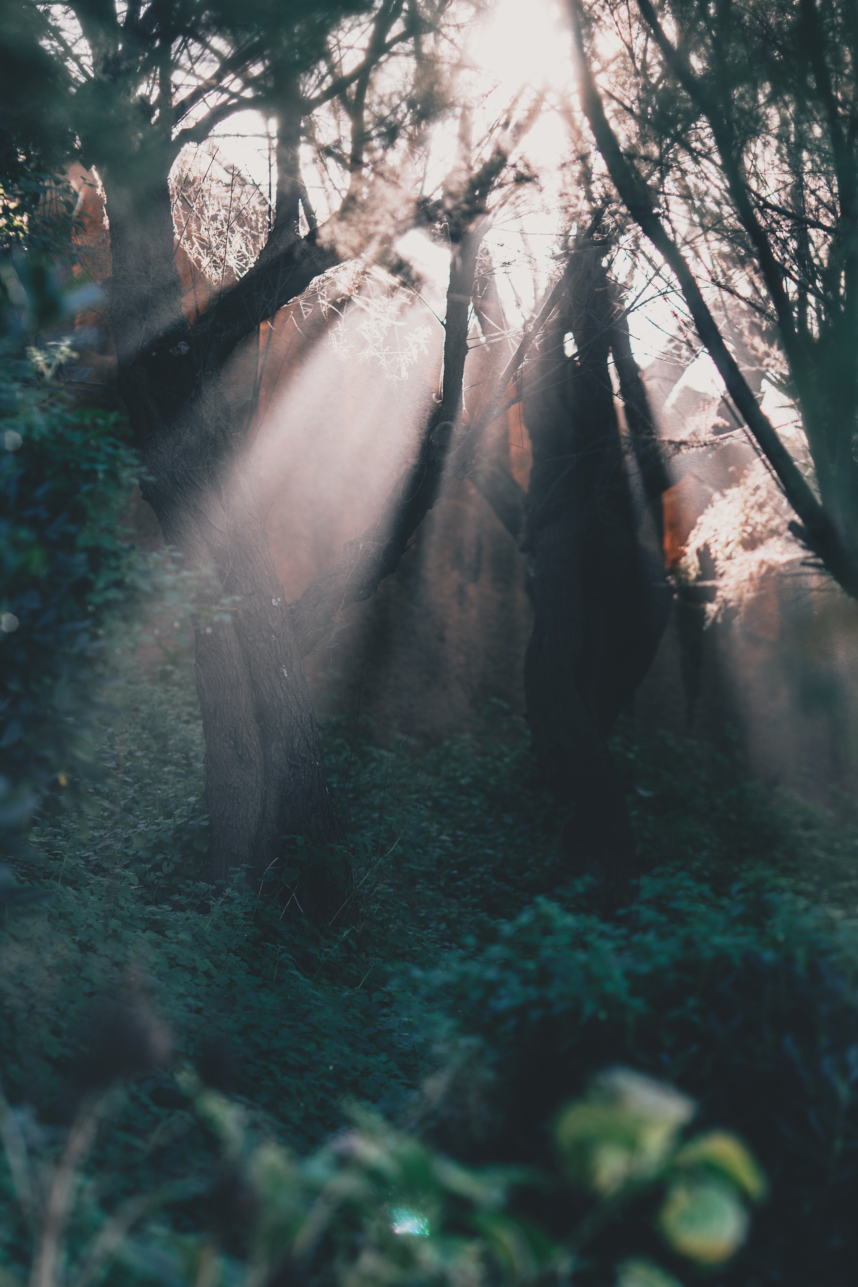 Pictured - A photo of a green forest illuminated by sun beams | Source: Pexels  