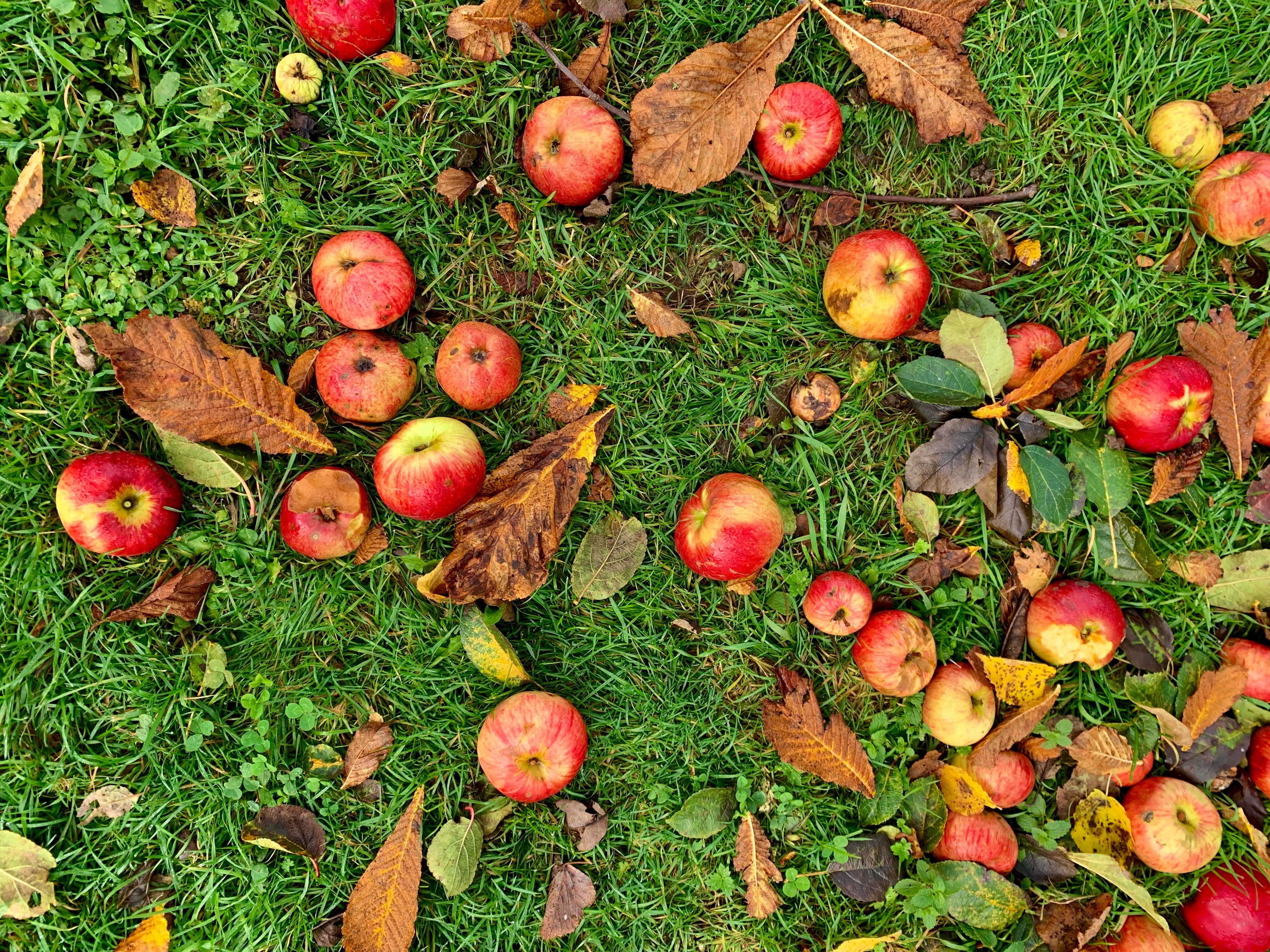 Since he wanted to lure a moose, Mike tossed a crate full of apples on the ground. | Source: Unsplash
