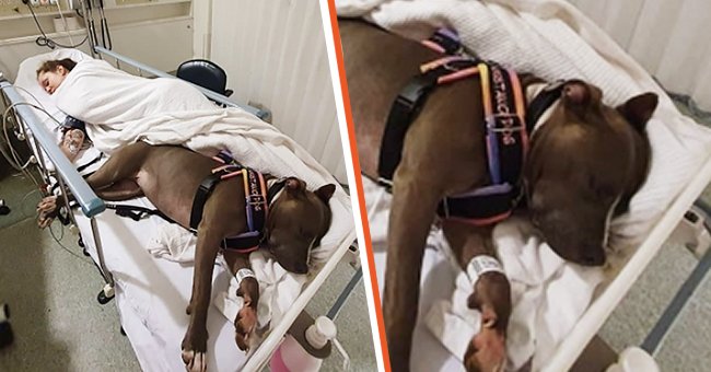 Dog saves mom's life & refuses to leave hospital bed while doctors fight to save her life | Instagram/incredibullruby