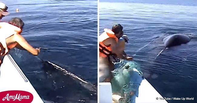 Humpback whale shows immense gratitude after being freed from net