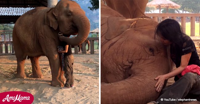 Elephant falls asleep after woman sings lullaby (video)