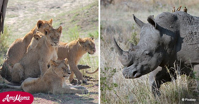 Poachers broke into game reserve to slaughter rhinos and were attacked by a pride of lions