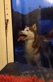 Chien / Source : Reddit / MonsterMufffin Chien / Source : Reddit / MonsterMufffin