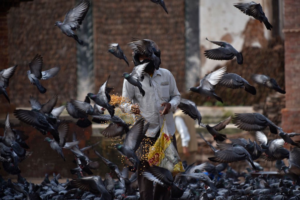 Ein Mann mit einer Gesichtsmaske füttert Tauben am Basantapur mit Meis am Durbar Square, Kathmandu, Nepal. (Foto von Narayan Maharjan) | Quelle: NurPhoto über Getty Images