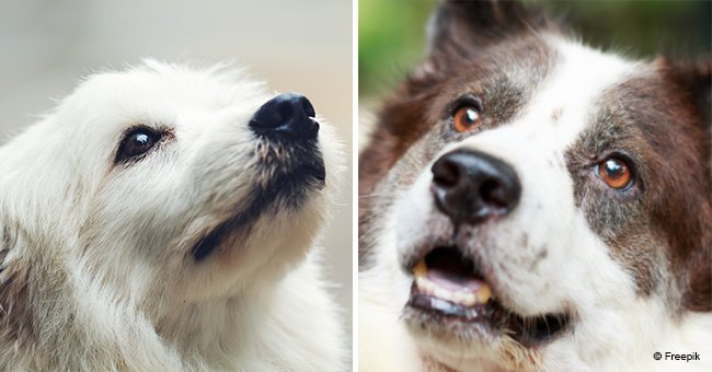 6 dog breeds that suffer the worst from separation anxiety