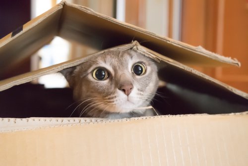 Photo of a cat living in a cardboard box. | Source: Shutterstock