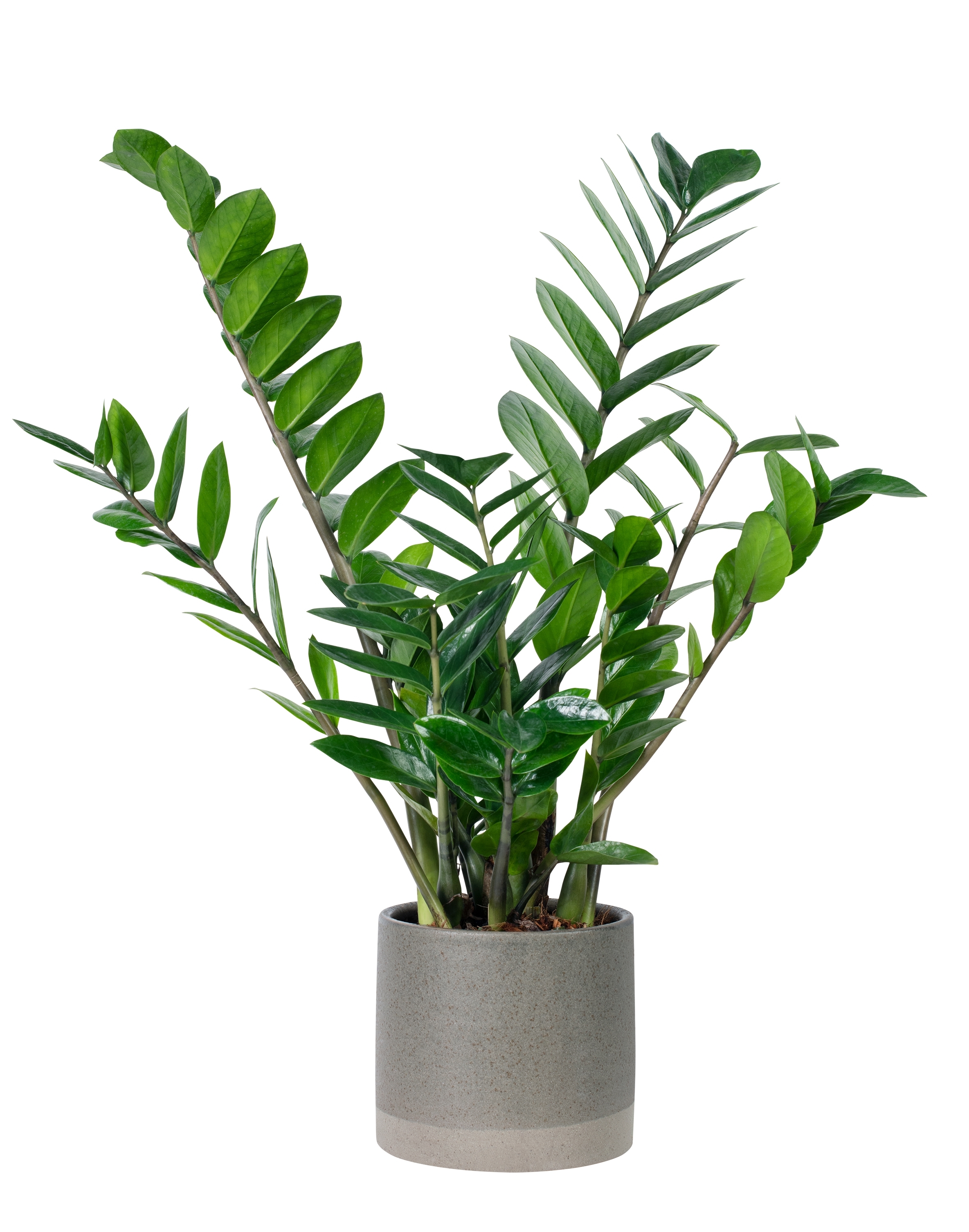ZZ Plant (Zamioculcus zamiifolia) | Source: Shutterstock