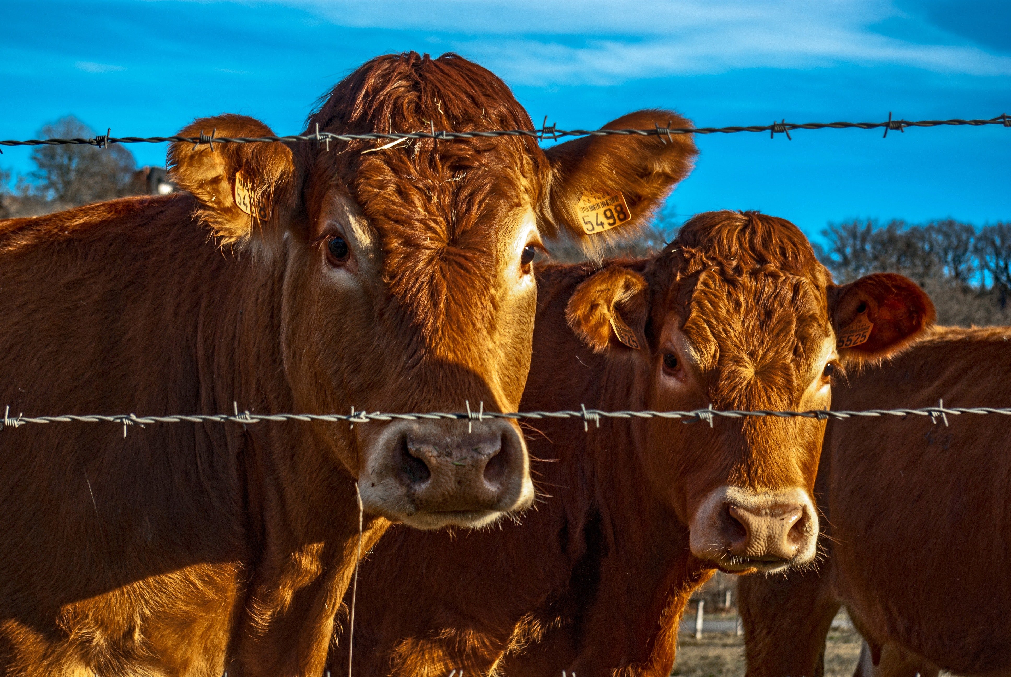A group of bulls. | Photo: Pexels