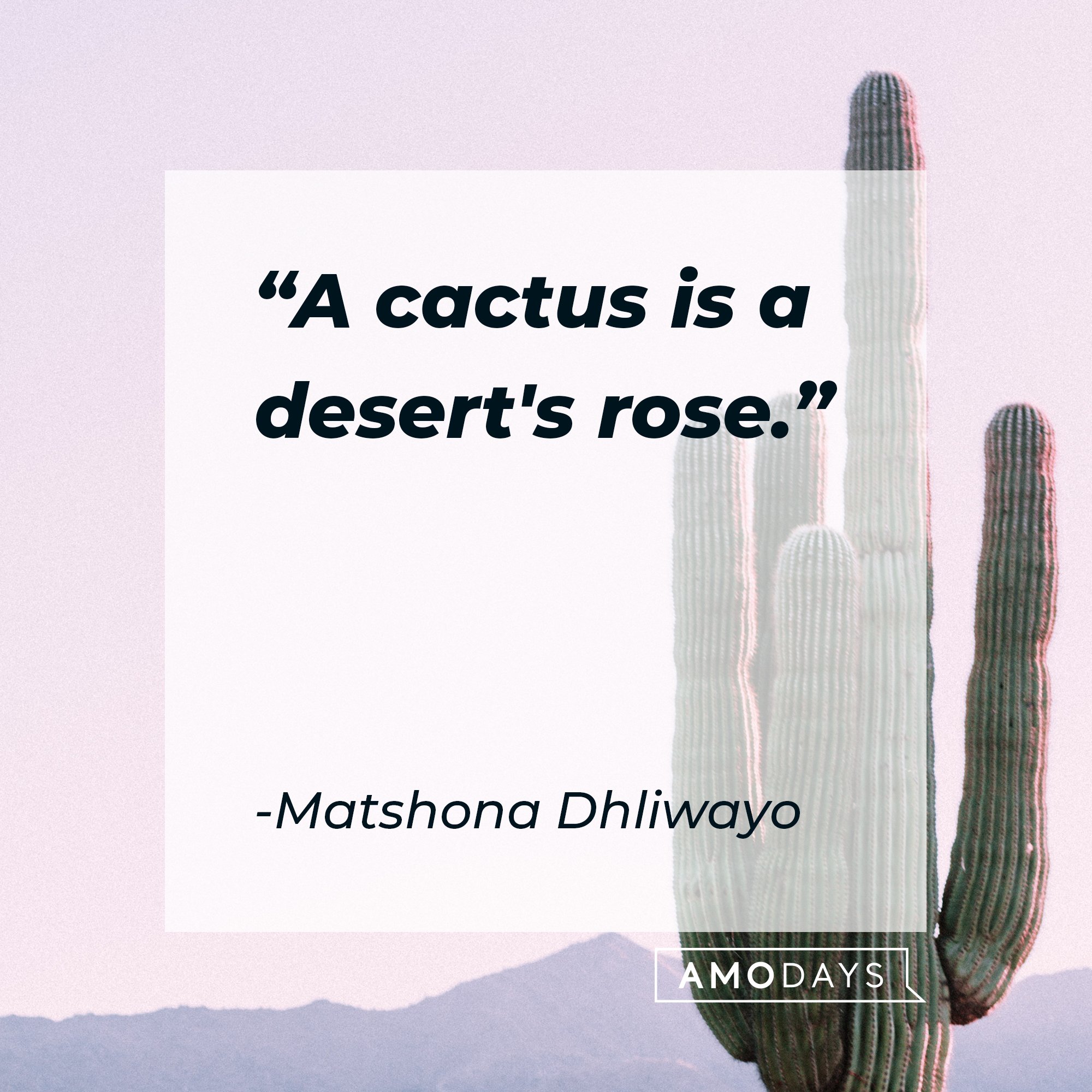  Matshona Dhliwayo’s quote: "A cactus is a desert's rose."  | Image: AmoDays